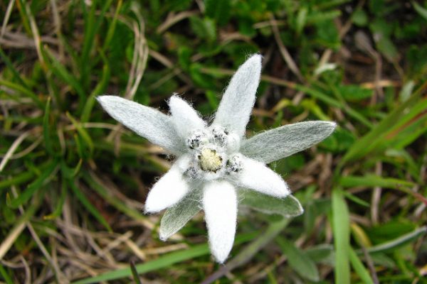 flor de nieve